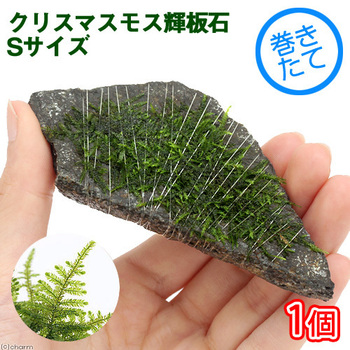 続々登場、巻きたて水草付き 輝板石！: チャームエビブログ
